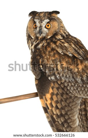 owl with wings on a white background