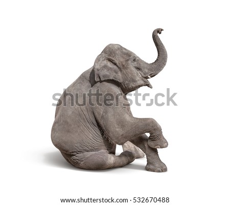 young baby elephant sit down to show isolated on white background with clipping path