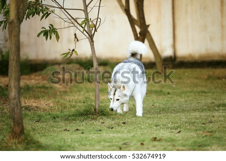 Siberian Husky walking in grass field