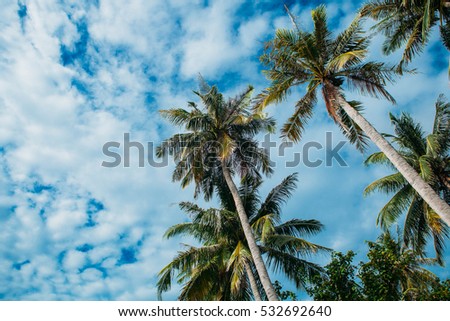 Tropical palms and blue sky in island Phu Quoc