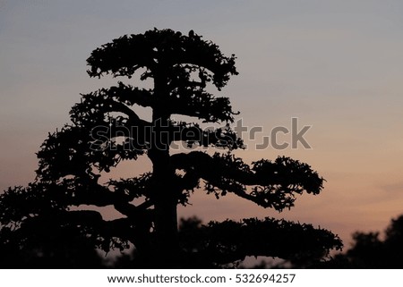 magical sunset with tree