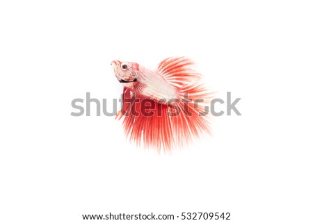 Colorful Betta fish (Siamese fighting fish) isolated on white background 