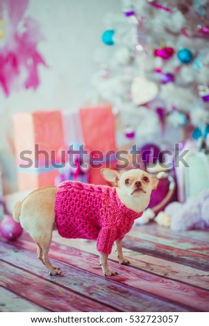 Funny chihuahua in pink sweater stands on wooden floor