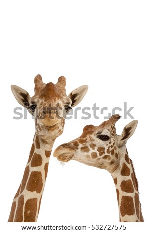 Two Giraffes Isolated on White Background