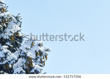 Blur picture. Pine tree in the snow against the blue sky