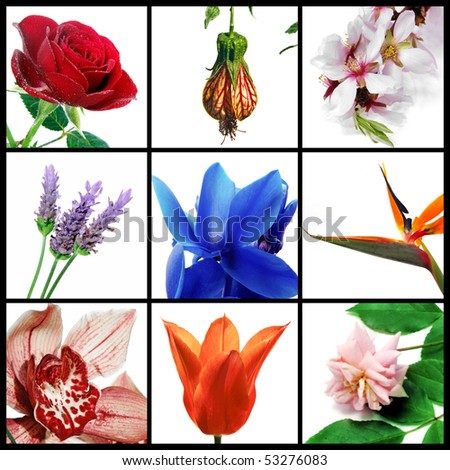 a collage of nine pictures of different flowers