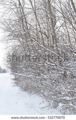 bare winter trees landscape with snow rural road car headlights in distance