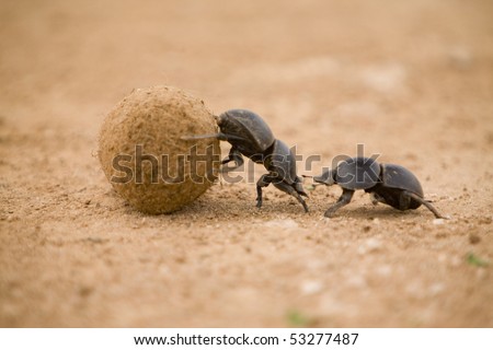 Dung Beetle in Addo Elephant Park Royalty-Free Stock Photo #53277487