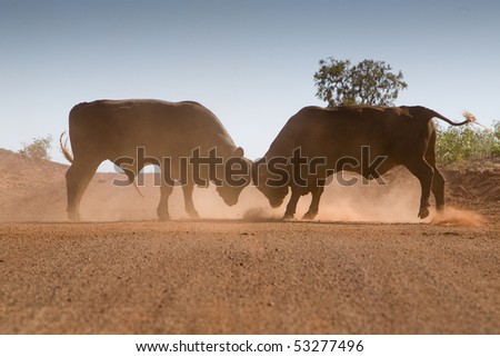 Bull fight on the road in Western Australia Royalty-Free Stock Photo #53277496