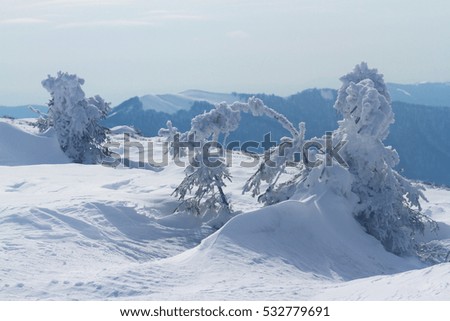 Fir-tree in mountain peak in winter with snow