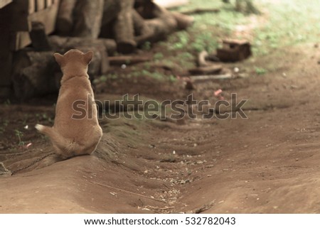 cute dog waiting his master vintage background