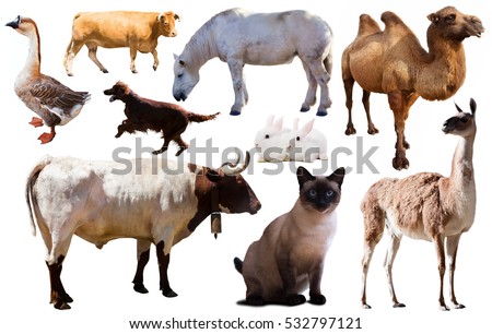 set of various farming animals including cattle and pets isolated