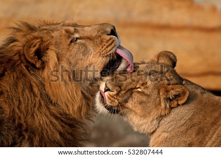 lion, panthera leo,