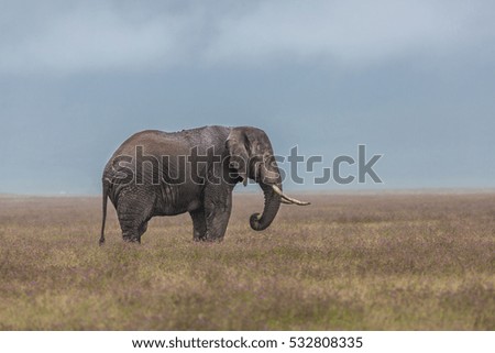 Elephant bull in Ngorongoro