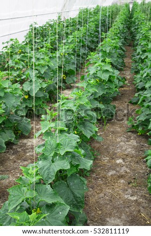 To grow cucumbers in the greenhouse clean environmentally friend