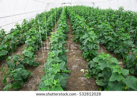 To grow cucumbers in the greenhouse clean environmentally friend