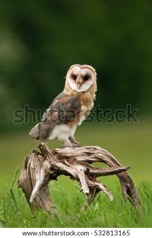 barn owl, tyto alba, Czech republic