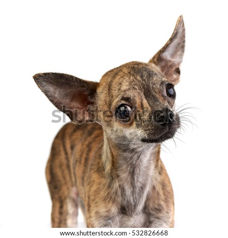 Portrait of an adorable short haired Chihuahua, studio shot, isolated on white.