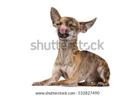 Studio shot of an adorable short haired Chihuahua licking his lips, isolated on white background.