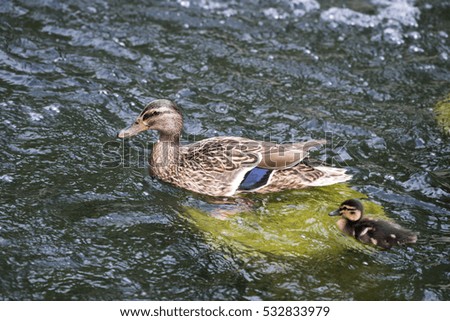 Duck swimming with chick