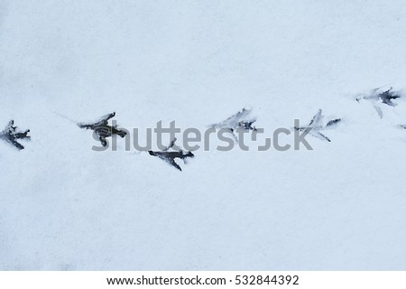 Bird footsteps on the snow showing the path from left to right on a road called life