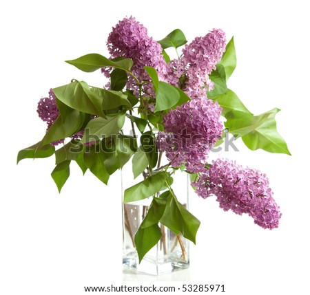  bouquet of spring purple Lilac in a vase  isolated on a white background.