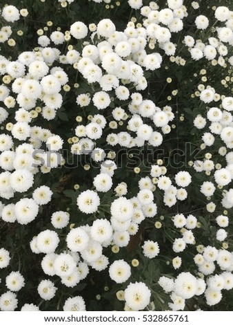 white flowers background,white flowers