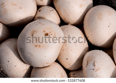 Photo Picture of  Fresh White Mushroom Food Texture Background