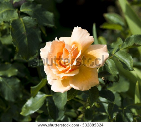 Spectacular perfumed   magnificent  beautiful copper orange  hybrid tea rose blooming in  mid spring   adds fragrant charm to the garden  landscape  with its lovely form and shape.