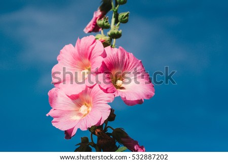 pink hibiscus flower in the mountain. soft focus