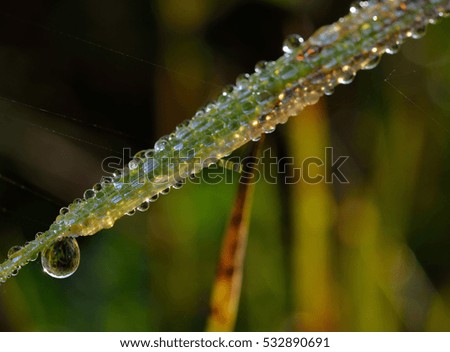 dewdrops photography