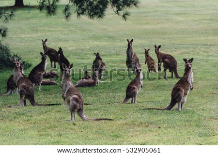 Australian kangaroo's hanging out on a big green grass field. A gang of kangaroo's sitting together looking at us.  