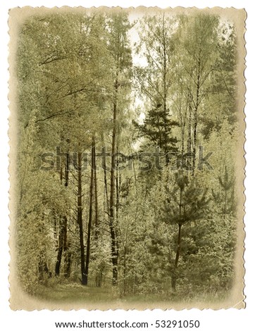Vintage photo card. Spring forest.