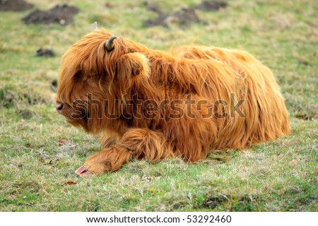 Young scottish highlander resting in the field