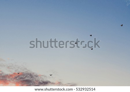 Sunset with blue sky, clouds, silhouette birds, and vibrant colors