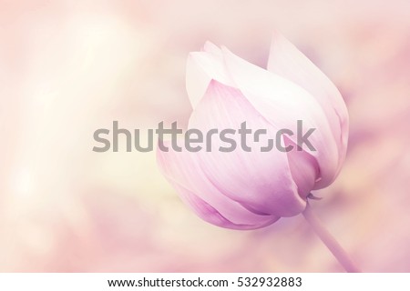 Blurred beautiful lotus in pastel color blurred background