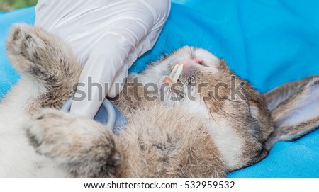 rabbit getting teeth examined by veterinarian