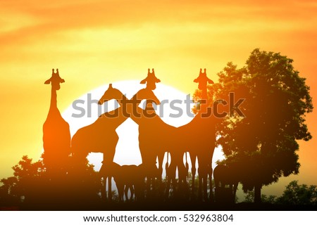Safari in Africa. Silhouette giraffe and zebra stand with sunset background
