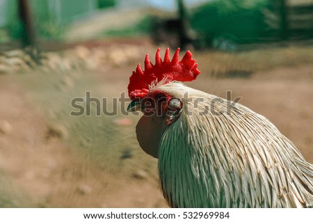 The head of the cock with a red comb close-up,  symbol  2017 on the Chinese calendar