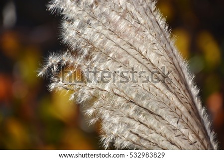 Japanese pampas grass/The graphic material