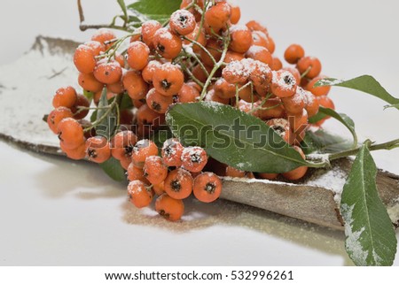 Winter ornament -  red berries on a bark covered with snow