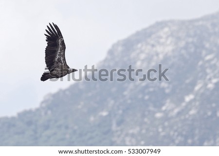 Griffon Vulture, (Gyps fulvus) in flight over Andalucia, Spain.