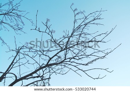 Branch of a tree against the blue sky in the winter afternoon, Russia