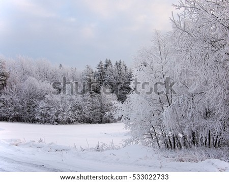 Snow-covered trees in the frosty day in frozen mist on the shore of forest lake covered with ice. Blue ski