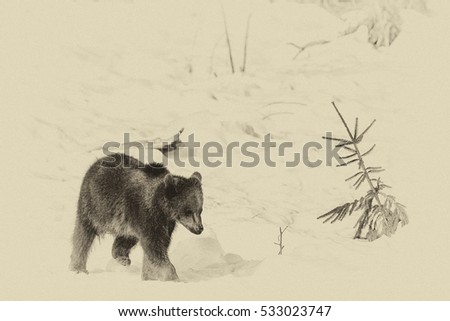 Vintage style image of a young Brown Bear (Ursus arctos) in Lake Clark National Park, Alaska, USA