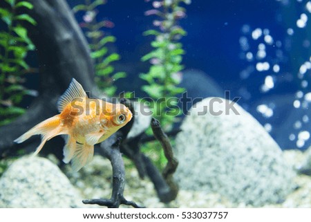 Small fishes in an aquarium swim one after another