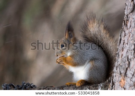 Squirrel on a tree with a nut, Russia, Moscow, park, winter