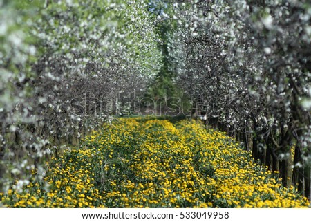 Blooming orchard of apples trees-selected focus