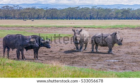 Two rhinoceros and buffalos at the Lake Nakuru National Park a sunny day - Kenya, Eastern Africa