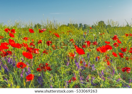 Red poppies in the field.